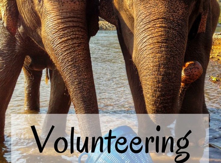 Volunteering at Elephant Nature Park: What’s It Like?