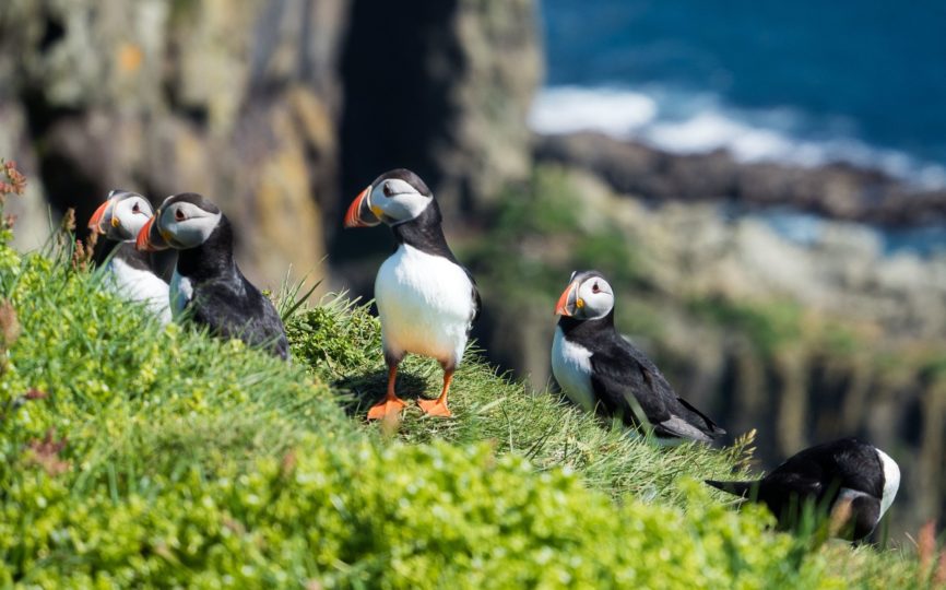 Love Puffins? Go to Mykines