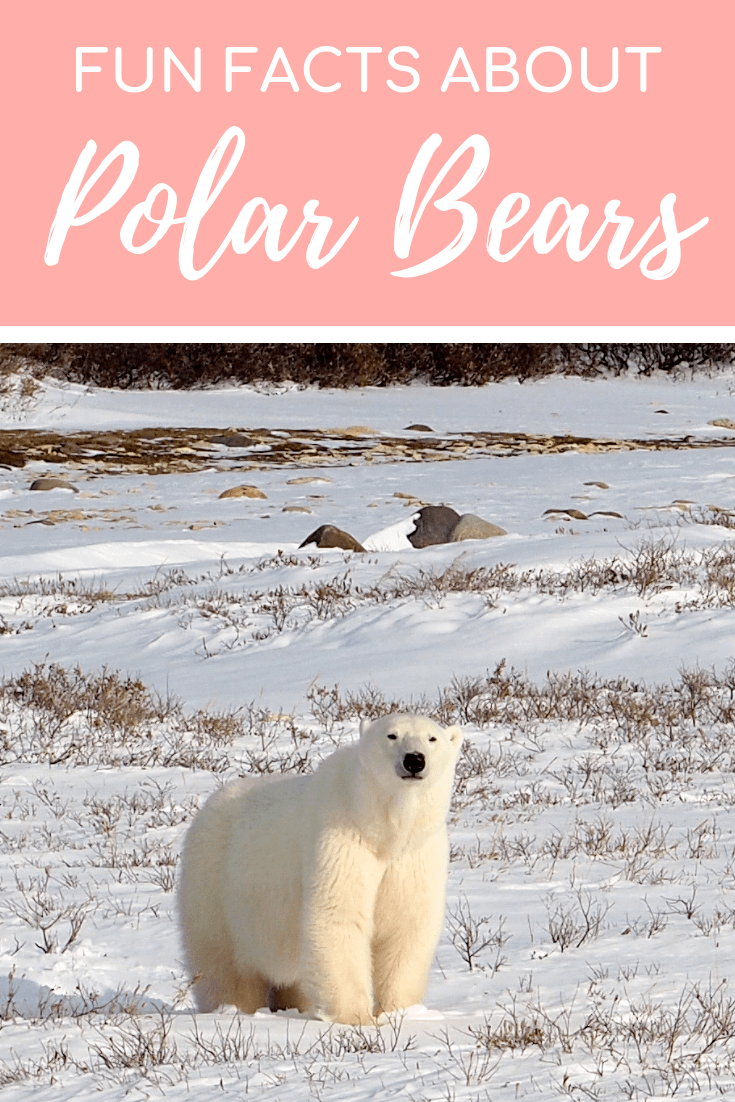 Polar bear fun facts and photos